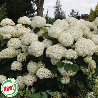 Incrediball Storm Proof Hydrangea Thumbnail